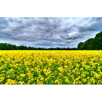 КРИСТИАНО КВС