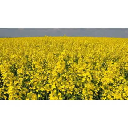 СИ АННАБЕЛЛА