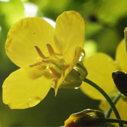 ИНСПИРАЦИОН