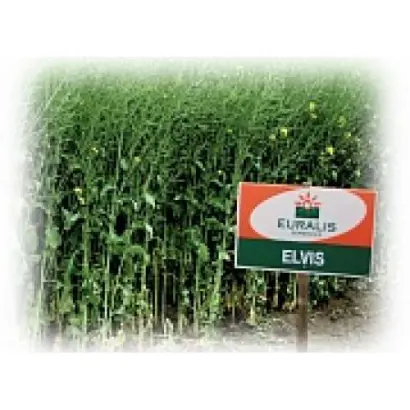 ЭЛВИС ЕВРАЛИС