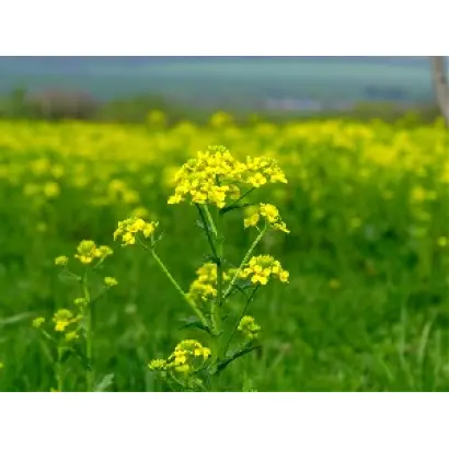 КАЛИМЕРА КЛ