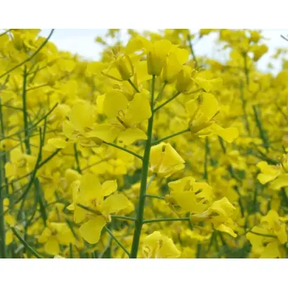 КАРАМИНО КЛ