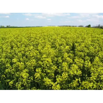 ВИКИНГ ВНИИМК