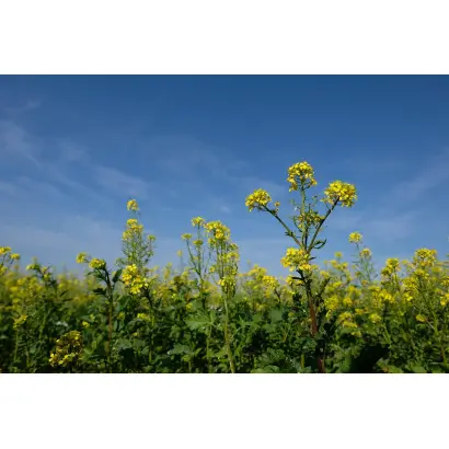 ПОДМОСКОВНЫЙ