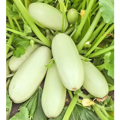 ГРИБОВСКИЕ 37