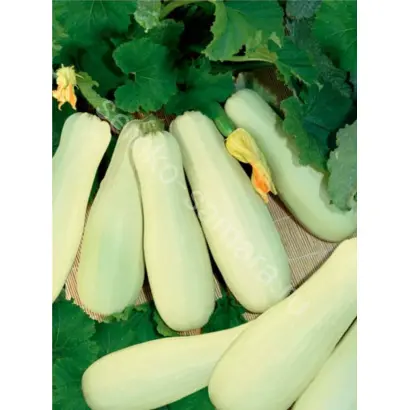 БЕЛОПЛОДНЫЕ