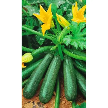 ДИВО ДИВНОЕ