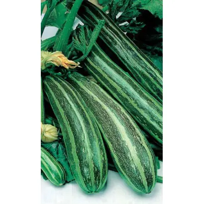 ЕГИПЕТСКАЯ СИЛА