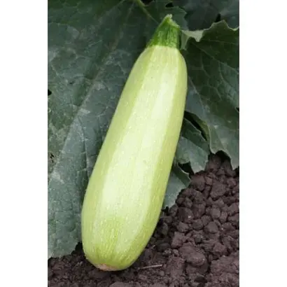 АЛЕСАНДРИНО