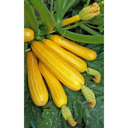 ПОЛОСАТОЕ СОЛНЫШКО