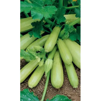 КОРНИШОННЫЙ