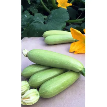 СОСНОВСКИЙ