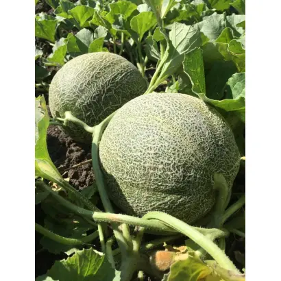 СТАНИСЛАВА