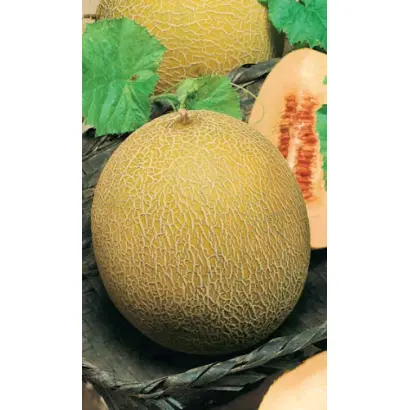 МЕДОВЫЙ СПАС