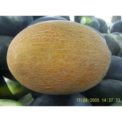 СТРЕЛЬЧАНКА