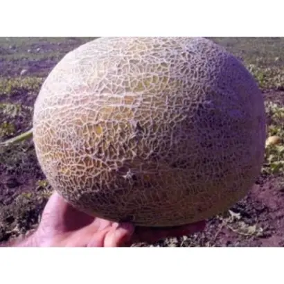 ТЕМРЮЧАНКА