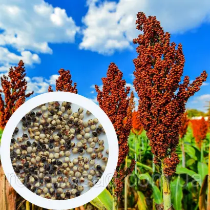 УКРАИНСКОЕ 20