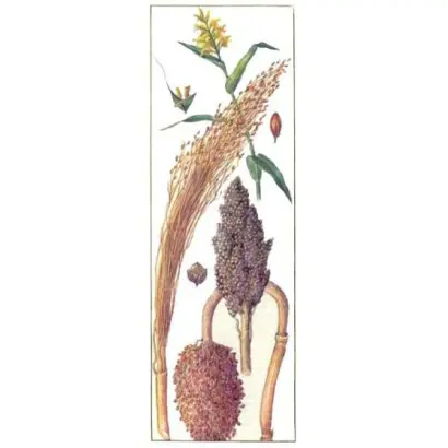 СЛАВЯНСКОЕ УНИВЕРСАЛЬНОЕ