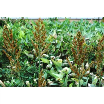 КУБАНСКОЕ КРАСНОЕ 1677