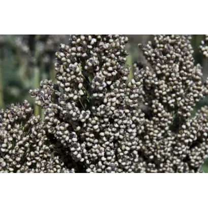 РЖТ АЛИГГАТОР