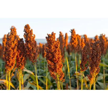 КОРИЧНЕВОЕ 11