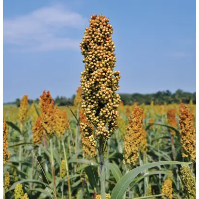 ЗЕРНОГРАДСКОЕ 53