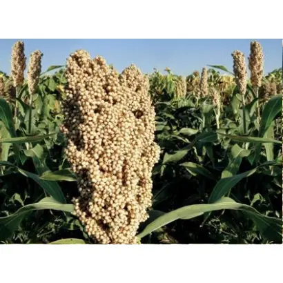 СЕМИРАМИДА