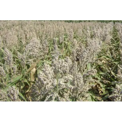 ЗЕРНОГРАДСКОЕ 88