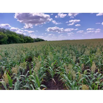 СЛАВЯНСКОЕ ПОЛЕ 208