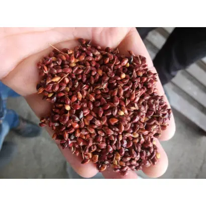 КРАСНЫЙ ЯНТАРЬ