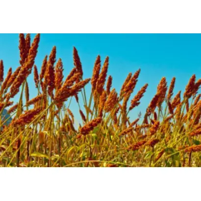 КИНЕЛЬСКОЕ 3