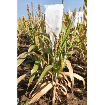 КАМЫШИНСКОЕ 7