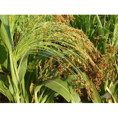 СТАВРОПОЛЬСКОЕ 36