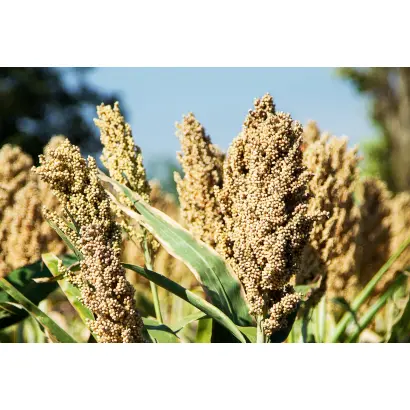 АГРАРНЫЙ 5 F