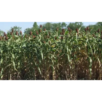 ПАМЯТИ ШЕПЕЛЯ