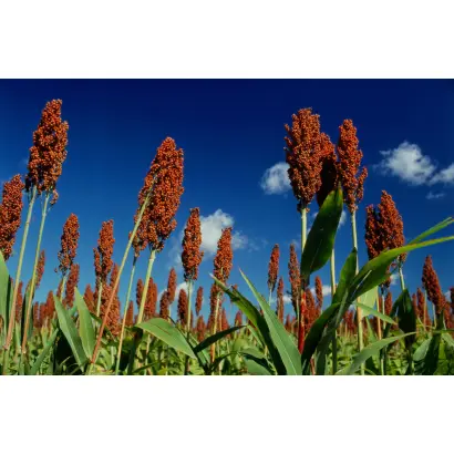 ЗЕРНОГРАДСКИЙ ЯНТАРЬ