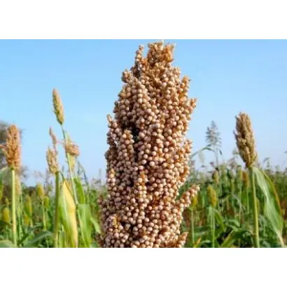 СЕВЕРОКАВКАЗСКИЙ 5