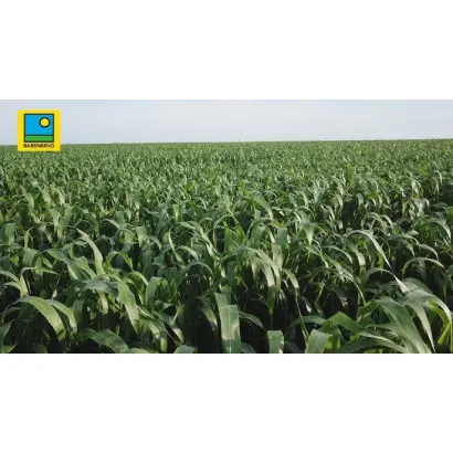 НУТРИТОП СТАР