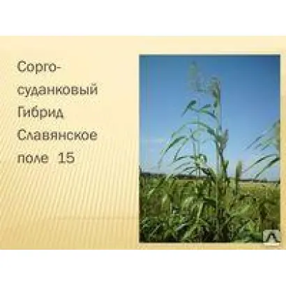 СЛАВЯНСКОЕ ПОЛЕ 15