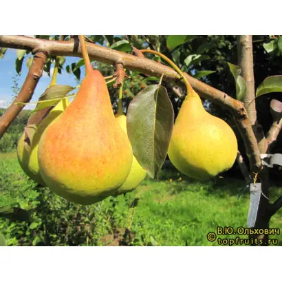 ЗОЛОТИСТАЯ