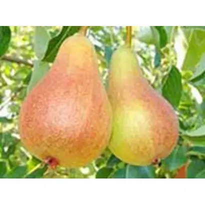 ИЮНЬСКАЯ РАННЯЯ