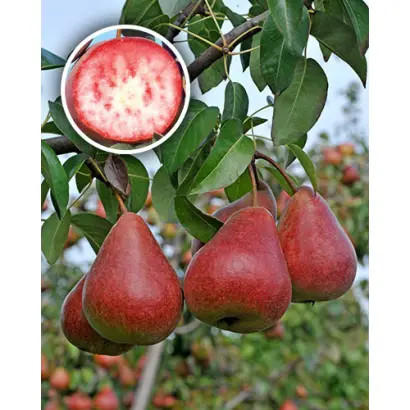 БОРДОВОЧКА