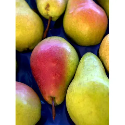 ОЧАРОВАНИЕ ЛЕТА