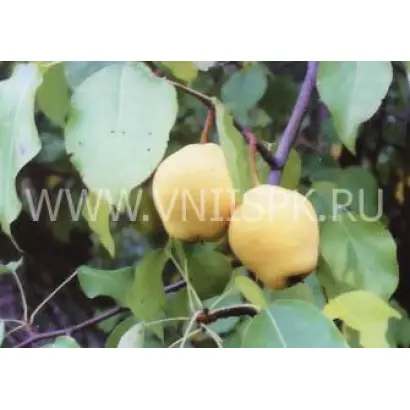 ПАМЯТЬ ГОСЕНЧЕНКО