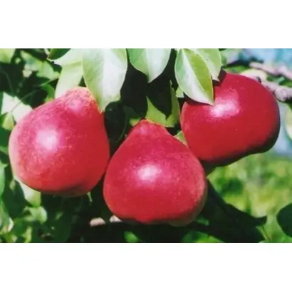 КРАСАВИЦА ТАВРИДЫ