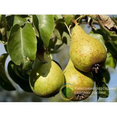 ВИТЧИЗНЯНА