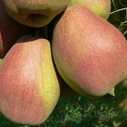 ИЗЮМИНКА КРЫМА