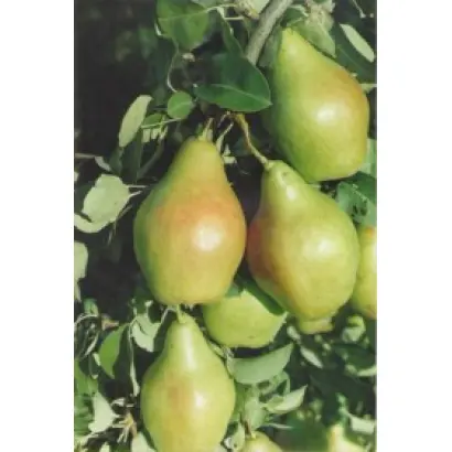 НОЯБРЬСКАЯ МОЛДАВИИ