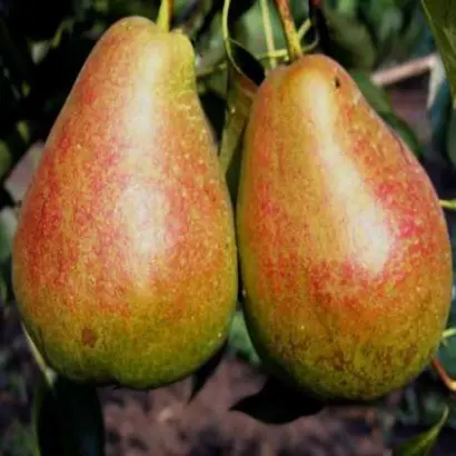 ТАВРИЧЕСКАЯ