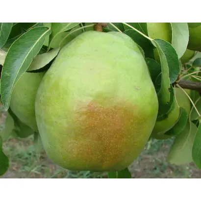 ИЗУМРУДНАЯ